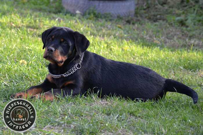 Mascul Rottweiler 3 luni