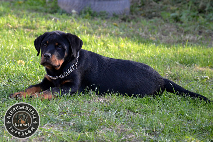 Mascul Rottweiler 3 luni - Rottweiler de vanzare