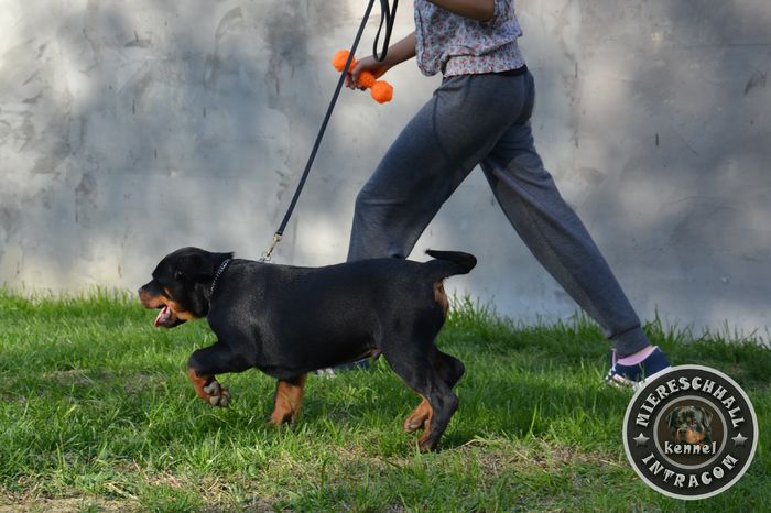 Mascul Rottweiler 3 luni