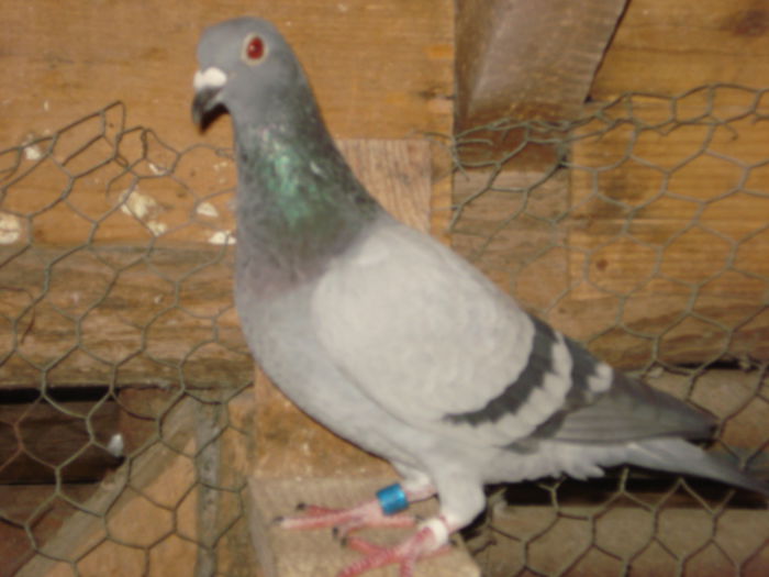 F-2015*814*; ZBURATA PANA LA Vaslui aprox 300 km
