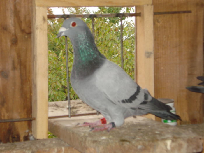 M-2010*CAPITANUL* - PORUMBEI LOT ZBOR