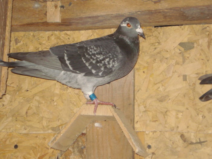 F-2015*COTOFANA* - PORUMBEI LOT ZBOR