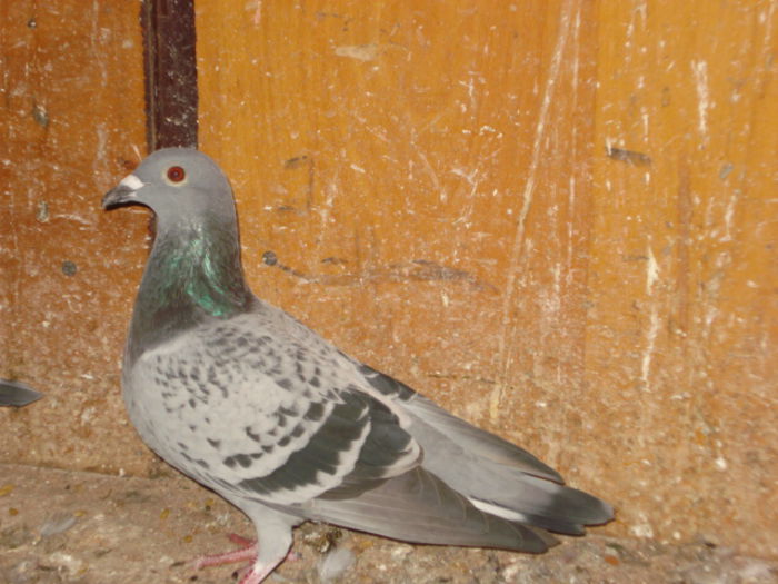 F-2015*ITALIANCA* - PORUMBEI LOT ZBOR