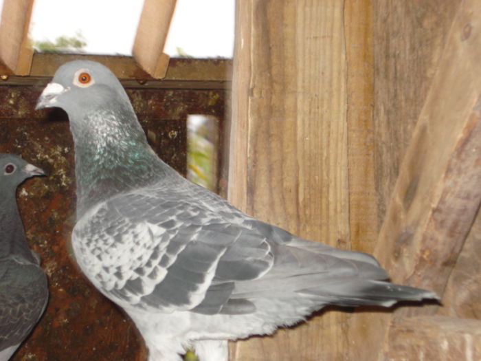 M-2014*PARIUL* - PORUMBEI LOT ZBOR