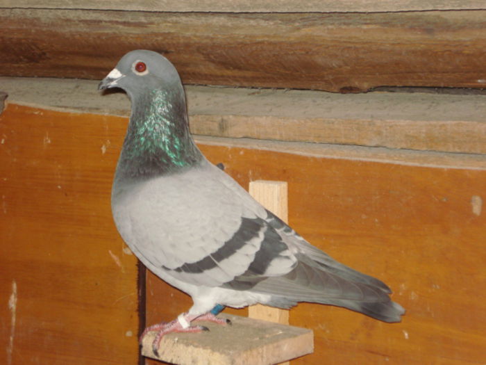 M-2015*TIGANUL* - PORUMBEI LOT ZBOR