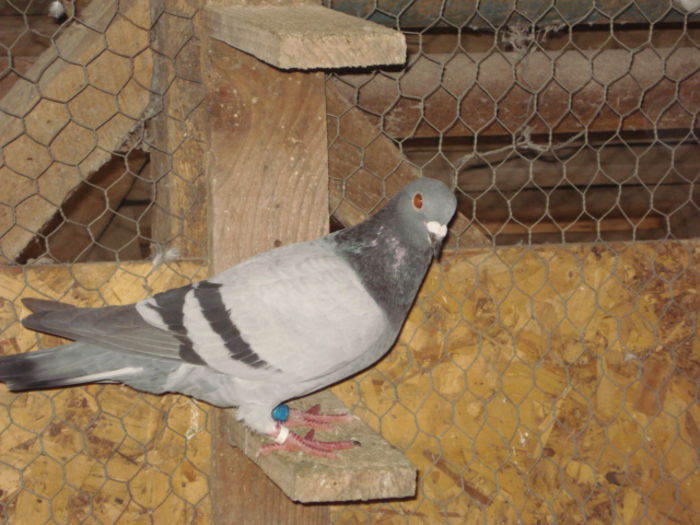 M-2015*NOROCOSUL* - PORUMBEI LOT ZBOR