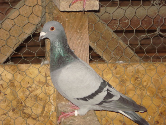 M-2015*SCORPIONUL*; Zburat pana la vaslui aprx 300 km
