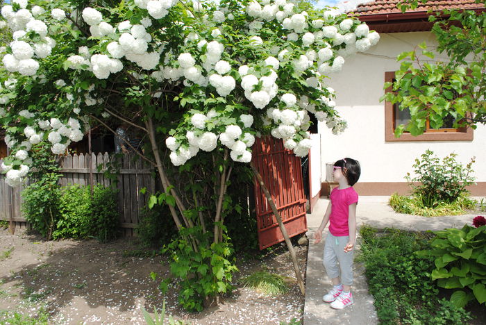 la tara - 2015 diverse poze Smaranda