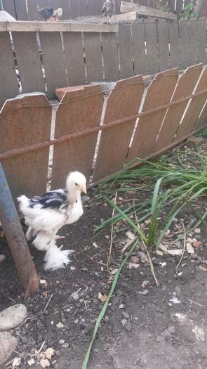 cochinchina 3 saptamani