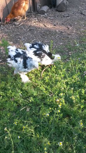 cochinchina 5 saptamani