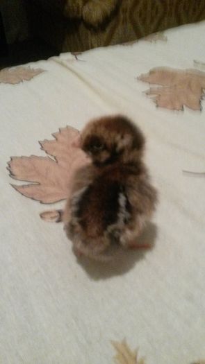 wyandotte albastru auriu