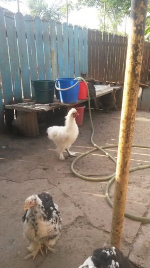 seful momentan. si scandalagiu