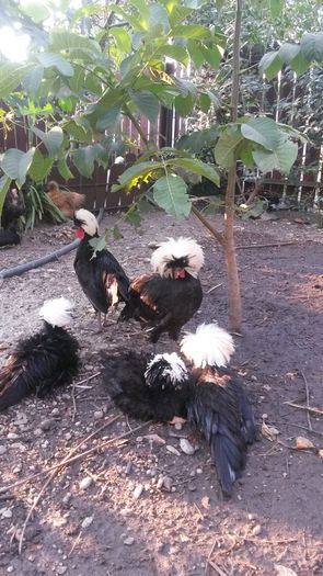 motate olandeze la 5 luni