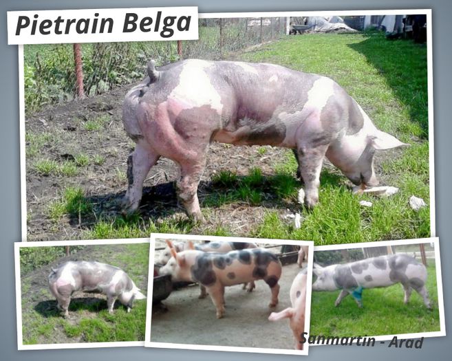Pedigree Pietrain Pigs - Sanmartin Arad Romania - Pietrain Belga - Rasa pura - Top - 1 Scrofita Pietrain Belga rasa pura