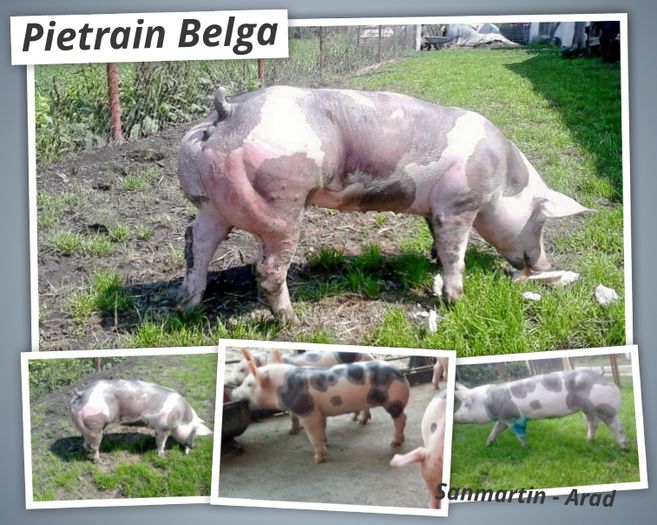 Pedigree Pietrain Pigs - Sanmartin Arad Romania - Pietrain Belga - Rasa pura - Top; Pedigree Pietrain Pigs - Sanmartin Arad Romania - Pietrain Belga - Rasa pura - Top
