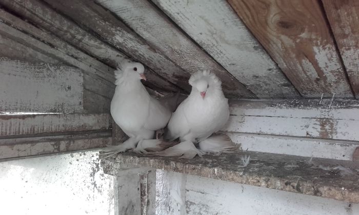 20151021_154845 - URIAS MAGHIAR