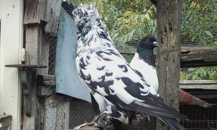 20151021_154823 - URIAS MAGHIAR