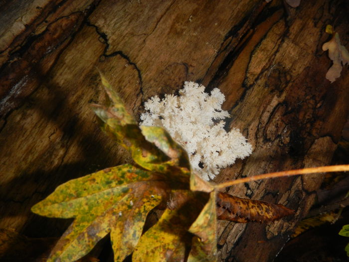 DSCN6512 - Hericium coralloides