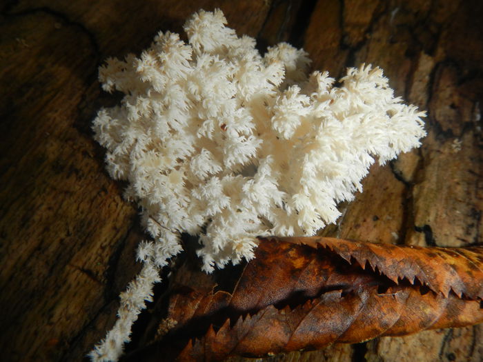 DSCN6513 - Hericium coralloides