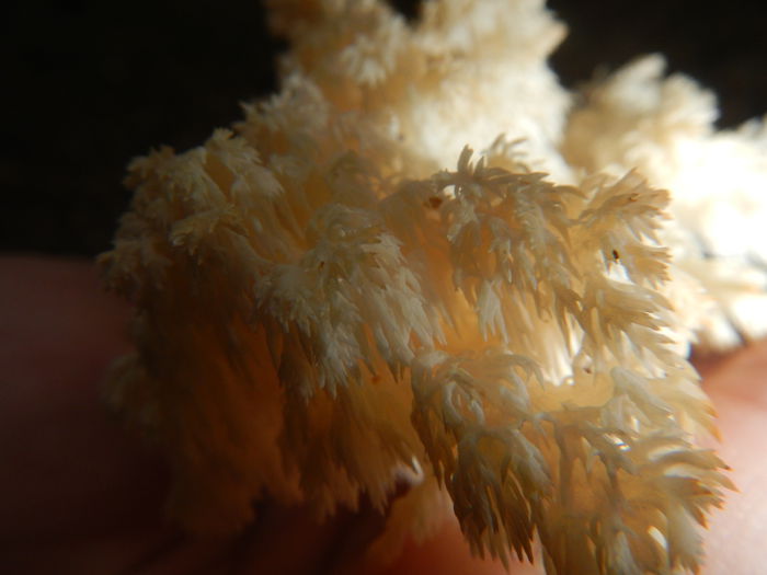 DSCN6519 - Hericium coralloides