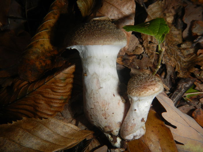 DSCN6525 - Armillaria gallica