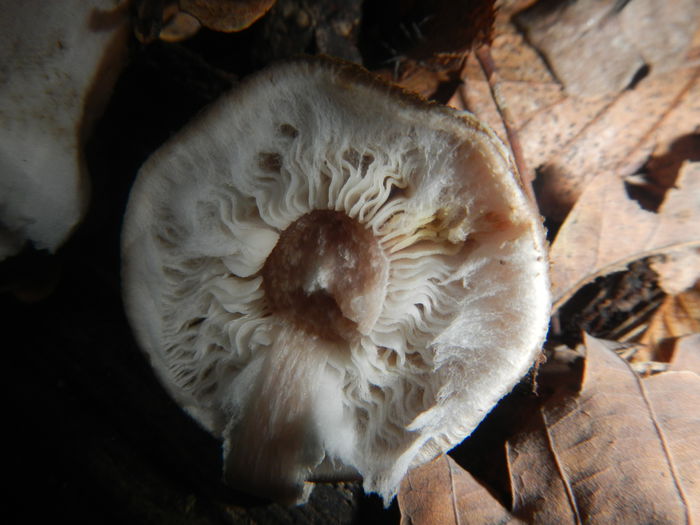 DSCN6532 - Armillaria gallica