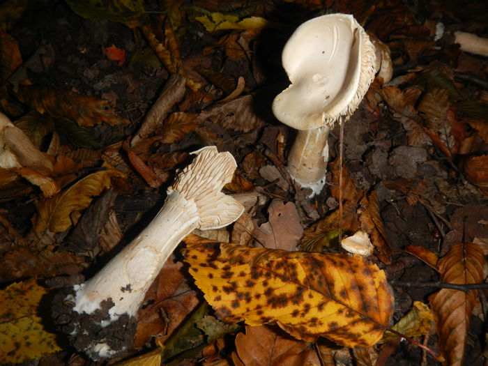 DSCN6568 - Clitocybe geotropa - Palnioara uriasa