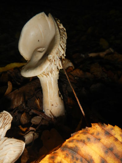 DSCN6570 - Clitocybe geotropa - Palnioara uriasa