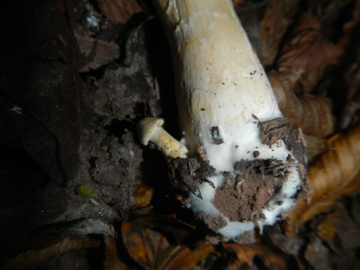 DSCN6574 - Clitocybe geotropa - Palnioara uriasa