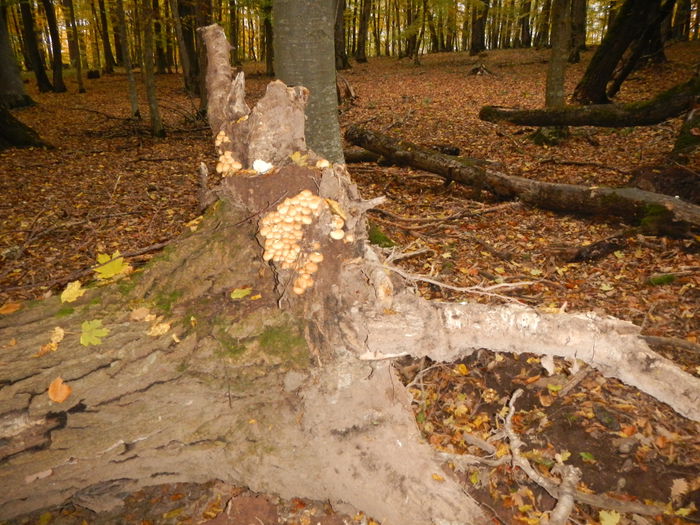 DSCN6545 - Pholiota squarrosa