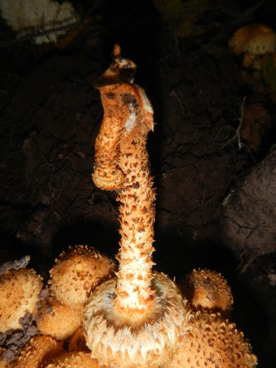 DSCN6557 - Pholiota squarrosa