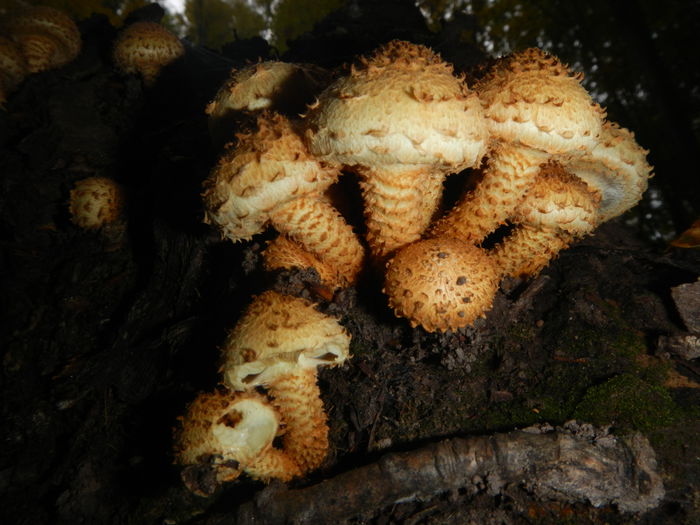 DSCN6563 - Pholiota squarrosa