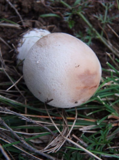 PA240135 - Leucoagaricus leucotithes