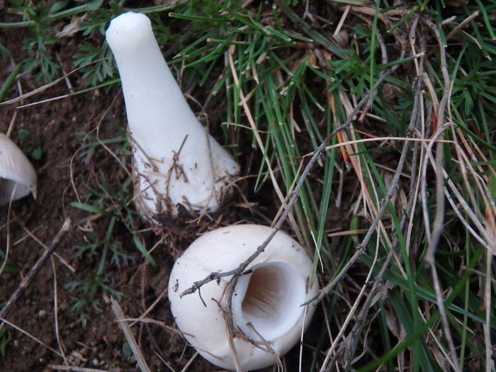 PA240138 - Leucoagaricus leucotithes