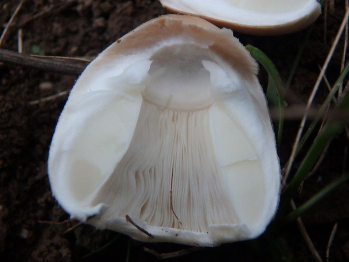 PA240140 - Leucoagaricus leucotithes