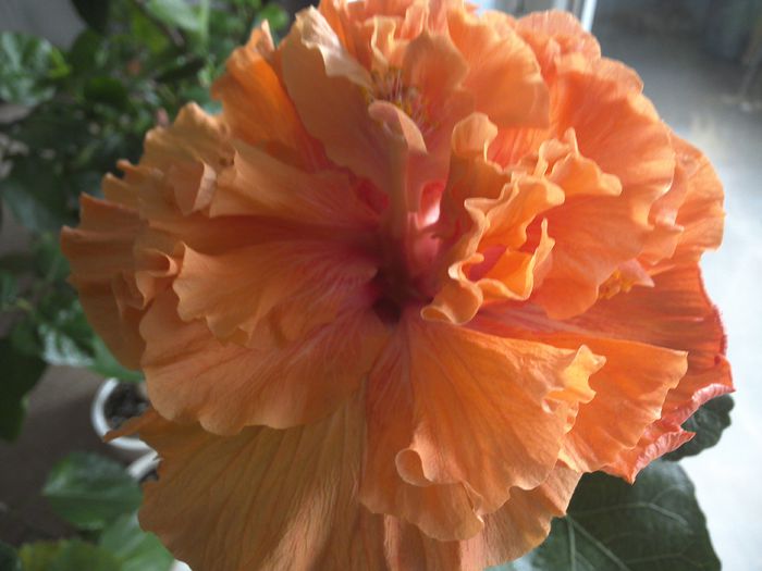 Magic_Moment - 0Hibiscus in colectie infloriti