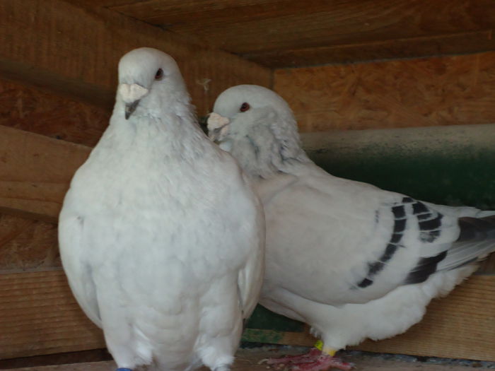 M-2011-2355&F-2012-2815