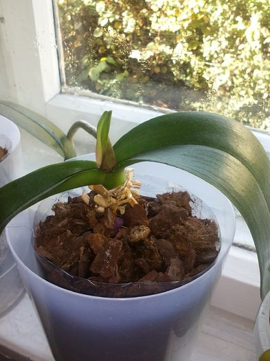 CAM01184 - orhidee adoptate