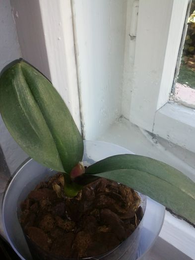 CAM01185 - orhidee adoptate