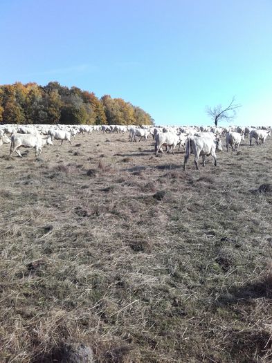 20151023_103624 - charolais cows