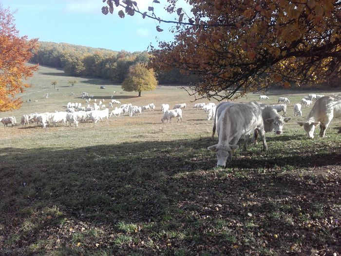 20151023_112804 - charolais cows