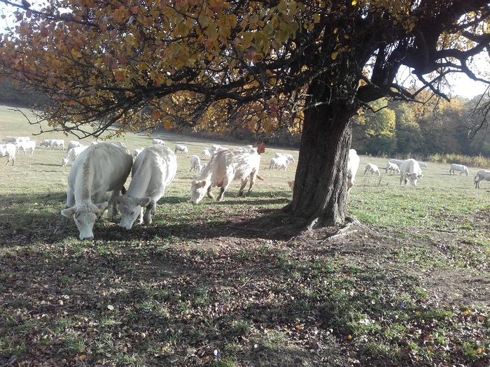 20151023_112808 - charolais cows