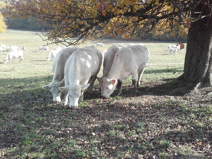 20151023_112817 - charolais cows