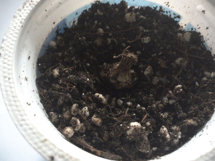 Fara puisor doar bulb din frunza