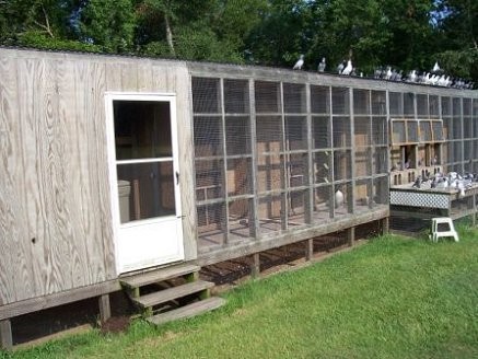 hokclark - MODELE DE CRESCATORII