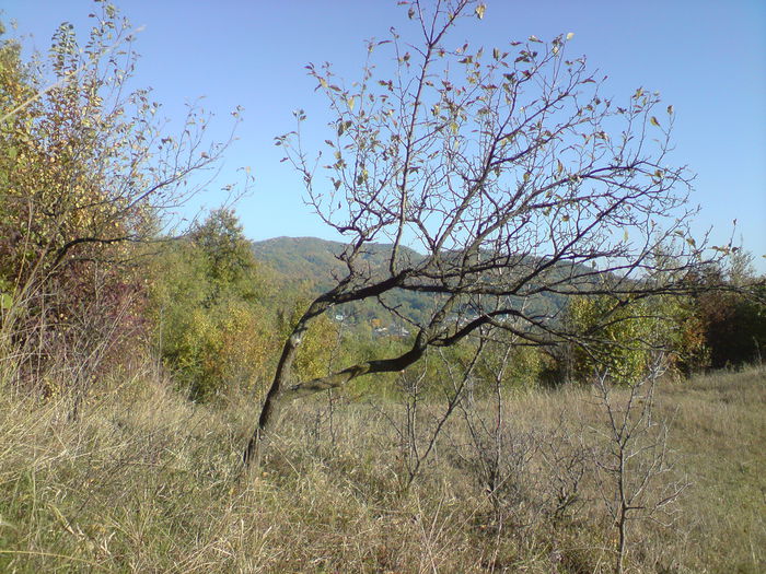 DSC01115