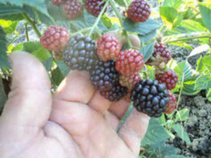 102512415 - A-vand arbusti fructiferi toamna 2016