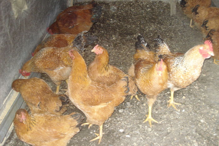 017 - KABIR 2015-2016