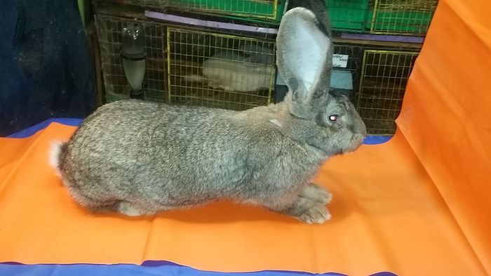 9 luni; Masiva cu blana scurta si cu o pozitie  a urechi foarte buna.
