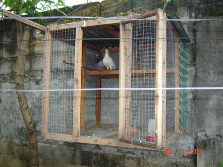 hoknormel - MODELE DE CRESCATORII